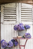 Blue purple Hydrangeas in metal buckets on pink metal table with string and secateurs against painted white door background