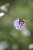 Hornet mimic hoverfly, Volucella zonaria, in August