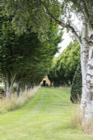 Avenue of Hornbeam leading to the house. August.
