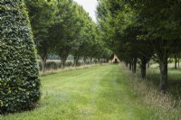 Avenue of Hornbeam leading to the house. August.