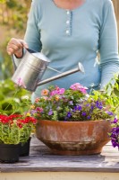Woman with watering can and terracotta pot planted with  Calibrachoa, Lobelia, Euphorbia,, Vinca and Bacopa..