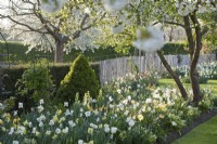 Yellow - white themed spring border with tulips, daffodils and Fritillaria persica under crabapple in blooms.