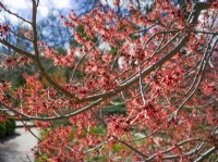 Hamamelis x intermedia Carmine Red, spring March