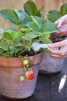 Adding fertilizer to potted strawberies.