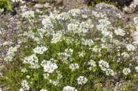 Orlaya grandiflora, summer June