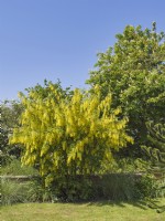 Laburnum anagyroides - Laburnum tree in front garden