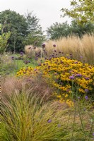 Rudbeckia fulgida var. 'Deamii' and Verbena bonariensis in prairie style border with Calamagrostis x acutiflora 'Karl Forster' in background and Anemonthele lessoniana in foreground