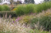 Prairie style borders with grasses:- Miscanthus sinensis 'Yakushima Dwarf';  Miscanthus 'Kleine Fontaine'; Anemonthele lessoniana; Calamagrostis brachytricha