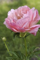 Paeonia lactiflora 'Coral Sunset' -  semi-double blooms,
Peony 'Coral Sunset'
