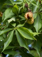 Indian Horse-chestnut Aesculus indica