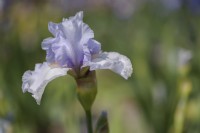 Tall Bearded Iris 'All American'.
Hybridizer: Monty Byers, 1991
Photographed in May