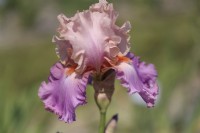 Tall Bearded Iris 'Sweet Musette'.
Hybridizer:  Schreiner, 1986