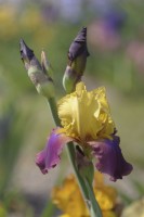Historic Tall Bearded Iris 'Milestone' 
Gordon Plough, 1964
