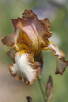 Historic Tall Bearded Iris 'Heather Hawk'
Hybridizer:  James Gibson, 1965
