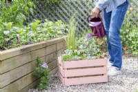 Woman watering wooden crate planted with Osteospermum, Helichrysum 'Silver', Stipa tenuissima, Geranium Variegated 'Frank Headley', Antirrhinum 'Rose Pink', Calibrachoa 'Can Can Double Apricot' and Dichondra 'Silver Falls'