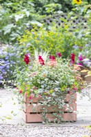 Painted wooden crate planted with Osteospermum, Helichrysum 'Silver', Stipa tenuissima, Geranium Variegated 'Frank Headley', Antirrhinum 'Rose Pink', Calibrachoa 'Can Can Double Apricot' and Dichondra 'Silver Falls'