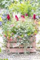 Painted wooden crate planted with Osteospermum, Helichrysum 'Silver', Stipa tenuissima, Geranium Variegated 'Frank Headley', Antirrhinum 'Rose Pink', Calibrachoa 'Can Can Double Apricot' and Dichondra 'Silver Falls'