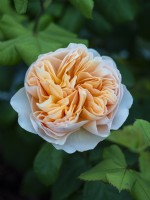 Rosa 'Roald Dahl' - English Shrub Rose - June