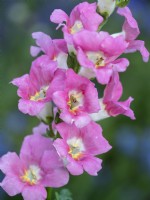 Antirrhinum majus 'Chantilly Pink' - Snapdragon - June