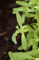 Tagetes  'Lemon Gem'  Signet marigold seedlings  May
