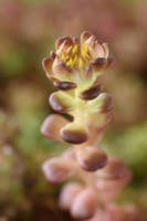 Sedum oreganum  Oregon stonecrop buds on flower stalk June