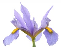 Iris  'Pink Panther'  Dutch iris  May
