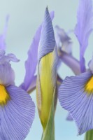 Iris  'Pink Panther'  Dutch iris  Flowers and bud  May