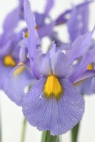 Iris  'Pink Panther'  Dutch iris  May