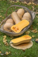 Squash 'Granite F1'. Harvested butternut squash fruits in a wooden trug with one cut open. October