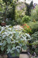 Container of Plectranthus argentatus in a summer garden