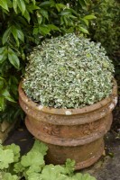 Mound of clipped euonymus in a terracotta pot in August