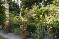 Terracotta pots of colourful annuals and tender perennials in a country garden in August