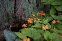 Begonia sutherlandii - September