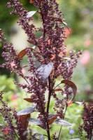 Purple amaranth in August