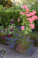 Summer container with lobelia, pelargoniums and fuchsia in August