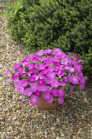 Petunia 'Designer Pink Panther' growing in a container on a gravel path June.