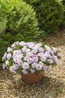 Petunia 'Designer Bridal Blush' growing in a container on a gravel path June.