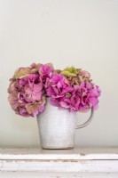 Pink Hydrangea flower heads displayed in white artisan pottery jug