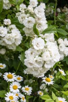 Rosa 'White Flight' with ox-eye daisies at Moor Wood, Gloucestershire