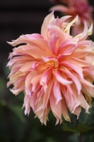Dahlia 'Labyrinth' in September