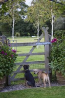 Border terriers in a garden in September