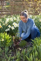 Woman planting Anemone hupehensis 'Praecox' in spring..