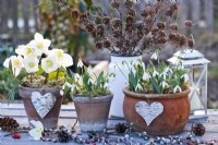 White winter flowers including Christmas roses and snowdrops in terracotta pots.