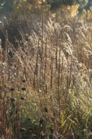 Backlit seed heads and grasses at Ellicar Gardens in winter.