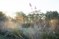 Rustic coppiced ash gazebo and backlit ornamental grasses at sunrise in frost