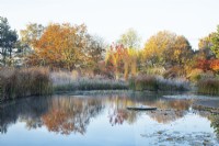Reflections in a natural swimming pool surrounded by autumnal coloured trees and ornamental grasses in frost.
