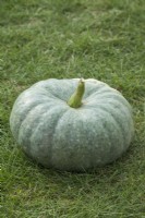 Pumpkin 'Mint Prince F1'. Mature mottled green fruit. September.
