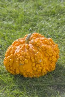 Pumpkin 'Sanchez F1'. Mature orange warty fruit. September.
