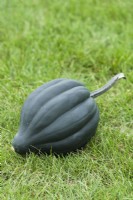 Squash 'Autumn Perfection F1'. Dark green mature acorn type fruit. September.
