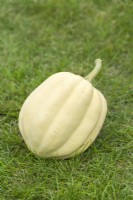 Squash 'Cream of the Crop F1'. Mature acorn type fruit. September